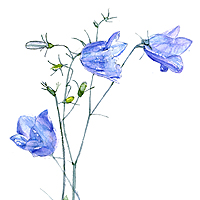 Harebell