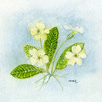Primrose