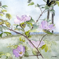 Wild Rose